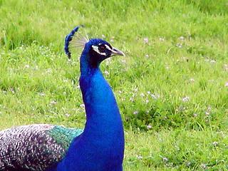 Pavo real